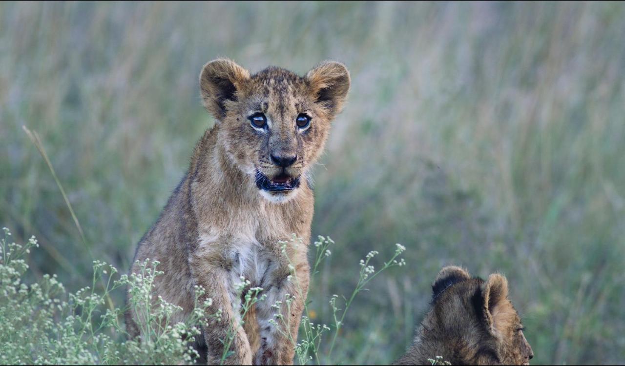Ololo Safari Lodge Nairobi Eksteriør bilde